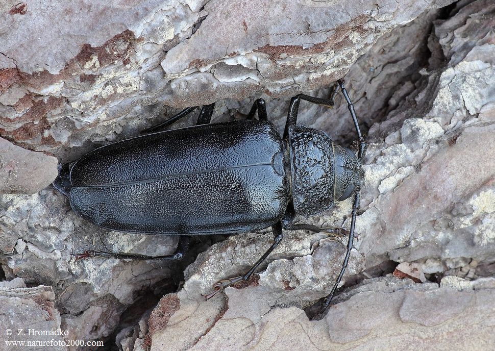 tesařík zavalitý, Ergates faber (Linnaeus, 1761), Cerambycidae, Prioninae (Brouci, Coleoptera)